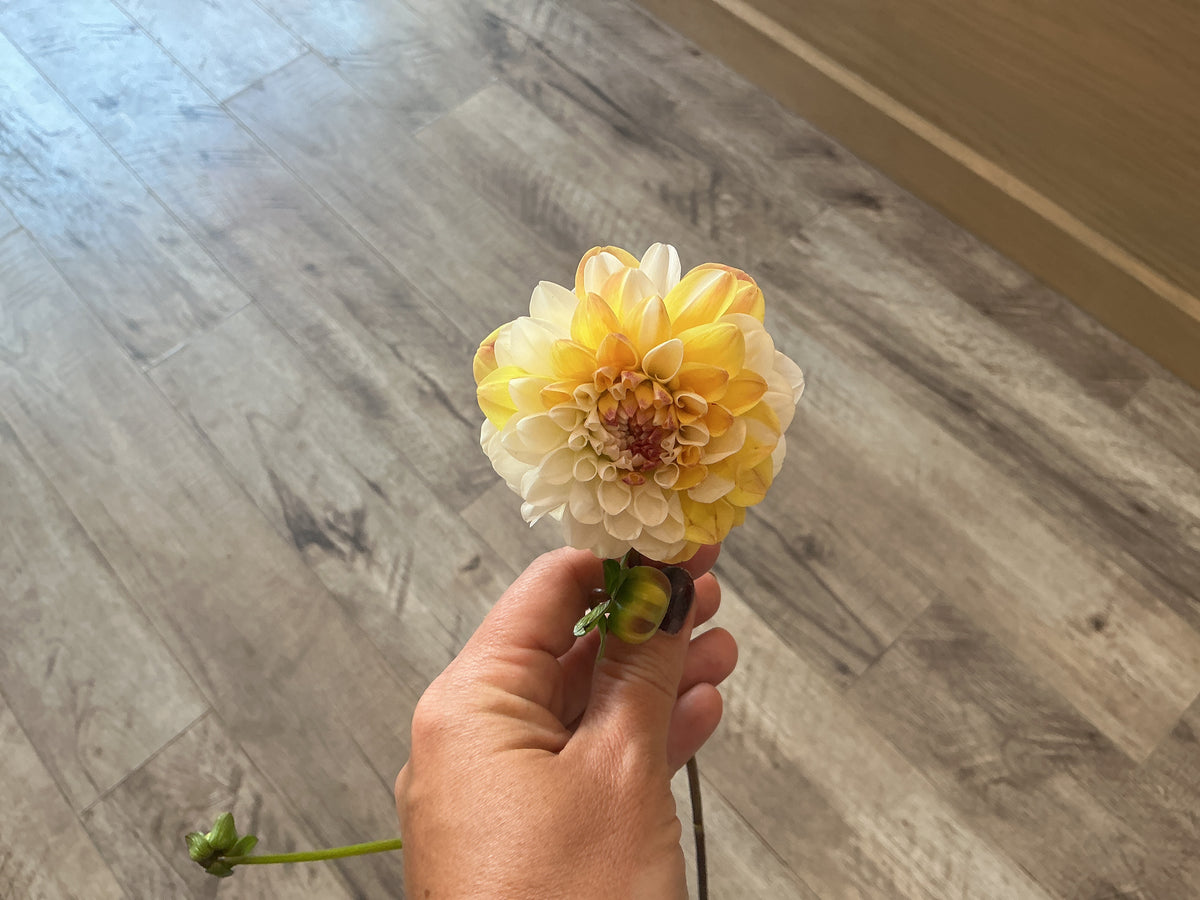 Dahlia